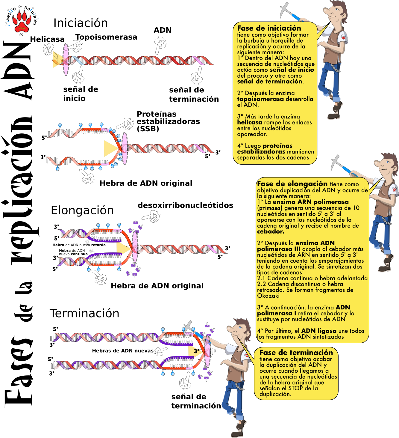 Mapa Conceptual De Replicacion Transcripcion Y Traduccion Del Adn Porn Sex Picture 4260